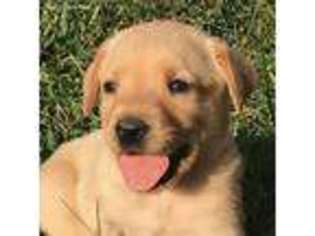 Labrador Retriever Puppy for sale in Wilkesboro, NC, USA