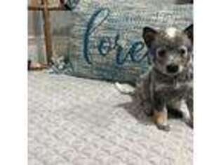 Australian Cattle Dog Puppy for sale in Charlotte, NC, USA