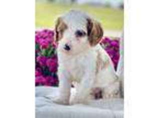 Cavapoo Puppy for sale in Bedford, OH, USA