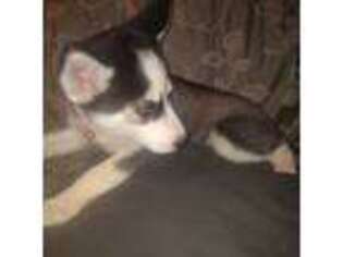 Siberian Husky Puppy for sale in Watervliet, NY, USA