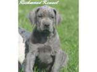 Great Dane Puppy for sale in London, OH, USA