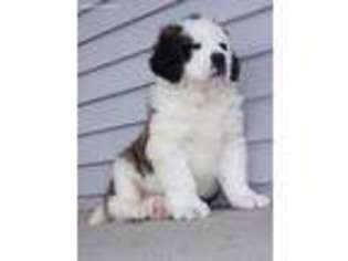 Saint Bernard Puppy for sale in Rock Valley, IA, USA