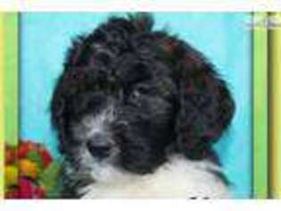 Saint Berdoodle Puppy for sale in Canton, OH, USA