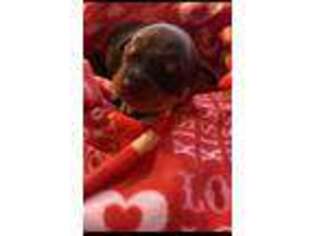 Rottweiler Puppy for sale in Pala, CA, USA