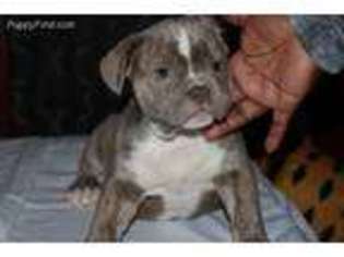 Olde English Bulldogge Puppy for sale in Trenton, NJ, USA
