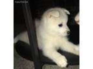 American Eskimo Dog Puppy for sale in Overland Park, KS, USA