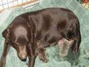 Labrador Retriever Puppy for sale in Washington Court House, OH, USA