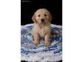 Golden Retriever Puppy for sale in Mc Connellsburg, PA, USA