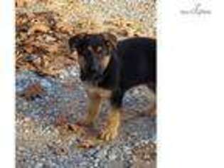 German Shepherd Dog Puppy for sale in Oklahoma City, OK, USA