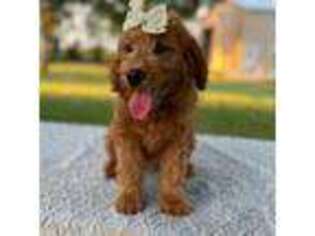 Goldendoodle Puppy for sale in Arcadia, FL, USA