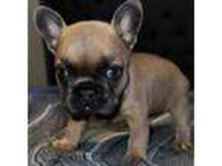 French Bulldog Puppy for sale in Mission, TX, USA