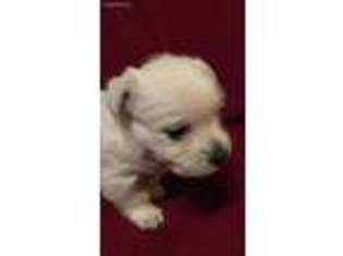 West Highland White Terrier Puppy for sale in Bailey, TX, USA