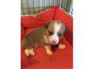 Pembroke Welsh Corgi Puppy for sale in Kaycee, WY, USA
