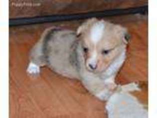 Pembroke Welsh Corgi Puppy for sale in Danville, AL, USA