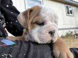 Bulldog Puppy for sale in La Luz, NM, USA