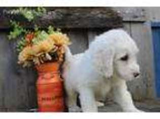 Labradoodle Puppy for sale in La Russell, MO, USA