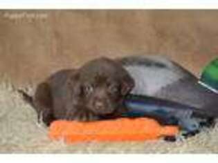 Labrador Retriever Puppy for sale in Bonham, TX, USA