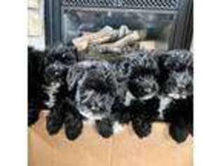 Schnoodle (Standard) Puppy for sale in Mundelein, IL, USA