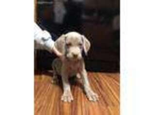 Weimaraner Puppy for sale in Burlington, NC, USA