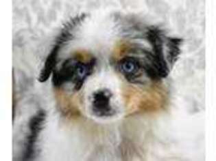 Miniature Australian Shepherd Puppy for sale in Lindsay, OK, USA