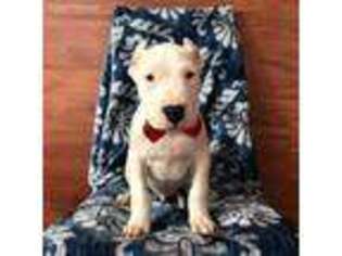 Majestic Tree Hound Puppy for sale in Kirkwood, PA, USA