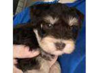 Mutt Puppy for sale in Booneville, AR, USA