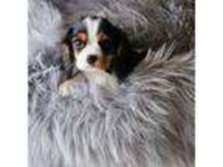 Cavalier King Charles Spaniel Puppy for sale in Coon Rapids, IA, USA