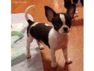 Chihuahua Puppy for sale in Fort Oglethorpe, GA, USA