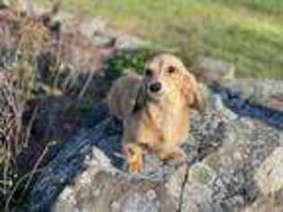 Dachshund Puppy for sale in Oneonta, NY, USA