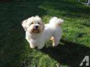 Havanese Puppy for sale in OLYMPIA, WA, USA