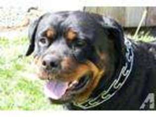 Rottweiler Puppy for sale in NAMPA, ID, USA