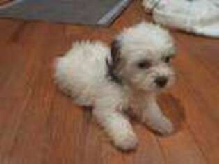 Yorkshire Terrier Puppy for sale in MERIDEN, CT, USA