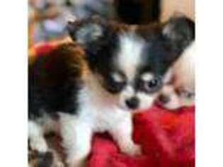 Chihuahua Puppy for sale in Fremont, CA, USA
