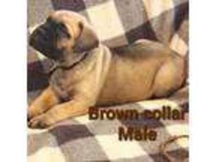 Bullmastiff Puppy for sale in South Attleboro, MA, USA