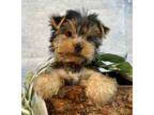 Yorkshire Terrier Puppy for sale in Corinth, MS, USA