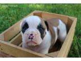 Bulldog Puppy for sale in Wawaka, IN, USA