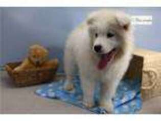 Samoyed Puppy for sale in Fort Wayne, IN, USA