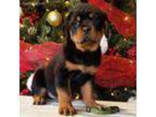 Rottweiler Puppy for sale in Pine Grove, PA, USA