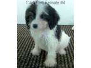 Cavapoo Puppy for sale in Gordonsville, TN, USA