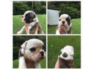 Bulldog Puppy for sale in Booneville, KY, USA