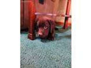 Labrador Retriever Puppy for sale in Ingleside, IL, USA