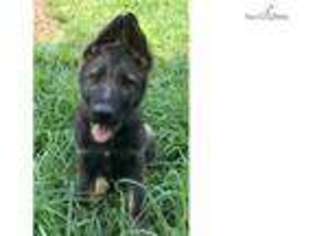 German Shepherd Dog Puppy for sale in Knoxville, TN, USA