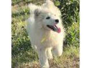 Samoyed Puppy for sale in Moultonborough, NH, USA