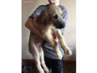 Irish Wolfhound Puppy for sale in Albany, NY, USA