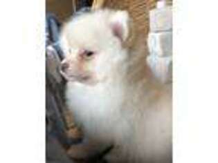Pomeranian Puppy for sale in Kalama, WA, USA