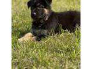 German Shepherd Dog Puppy for sale in East Brunswick, NJ, USA