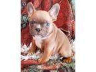 French Bulldog Puppy for sale in Science Hill, KY, USA