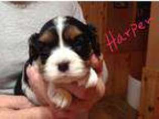 Cavalier King Charles Spaniel Puppy for sale in Dumont, IA, USA