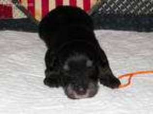 Mutt Puppy for sale in Mount Carmel, IL, USA
