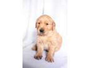 Golden Retriever Puppy for sale in Braselton, GA, USA